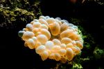Bubble Coral, AAKV01P10_05.4095