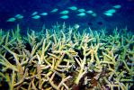 Staghorn Coral, Heron Island, Australia
