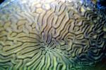 Brain Coral, St Kitts, Carribean, AAKV01P12_04