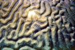 Brain Coral, St Kitts, Carribean, AAKV01P12_05