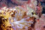 Shrimp, Coral, Anemone, AAKV01P12_16
