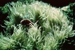 Magnificent Anemone, (Heteractis magnifica), [Stichodactylidae], AAKV01P14_19
