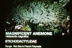 Magnificent Anemone, (Heteractis magnifica), [Stichodactylidae], AAKV01P15_01