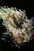 Elegant Armed Anemone, (Heteractis crispa), AAKV01P15_03