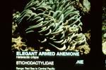 Elegant Armed Anemone, (Heteractis crispa)