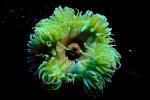Giant Green Anemone (Anthopleyra  xanihogrammica), AAKV01P15_08.4096