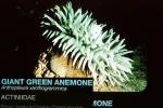 Giant Green Anemone, (Anthopleyra  xanihogrammica)