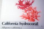 California hydrocoral, (Allopora californica), white-tipped, branching hydrocoral, Hydrozoa, Anthoathecata, Stylasteridae, AAKV01P15_13