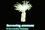 Burrowing Anemone, (Pachycerianthus fimbriatus), tentacles, AAKV01P15_16