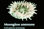 Moonglow Anemone, (Anthopleura artemesia), AAKV02P01_02