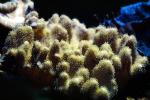 Leather (Soft) Coral, (Sarcophyton trocheliophorum), Soft Corals, Gorgonians, AAKV02P01_17