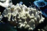 Leather (Soft) Coral, (Sarcophyton trocheliophorum), Soft Corals, Gorgonians, AAKV02P01_18
