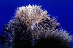 Leathery Sea Anemone, (Heteractis crispa), AAKV02P02_02