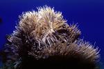 Leathery Sea Anemone, (Heteractis crispa), AAKV02P02_03