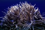 Leathery Sea Anemone, (Heteractis crispa), AAKV02P02_05