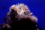 Leathery Sea Anemone, (Heteractis crispa), AAKV02P02_07