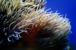 Leathery Sea Anemone, (Heteractis crispa), AAKV02P02_08