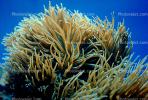 Leathery Sea Anemone, (Heteractis crispa), AAKV02P02_09.1707