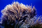 Leathery Sea Anemone (Heteractis crispa), AAKV02P02_09