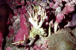 Finger Coral, (Porites cylindrica)