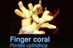 Finger Coral, (Porites cylindrica), AAKV02P02_12