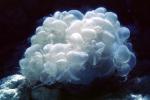 Mushroom Coral, AAKV02P02_16