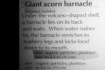 Giant Acorn Barnacle, (Balanus nubilus), AAKV02P03_02