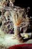 Burrowing Anemone, (Pachycerianthus fimbriatus), tentacles, AAKV02P03_12