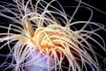 Burrowing Anemone, (Pachycerianthus fimbriatus), tentacles, AAKV02P03_16