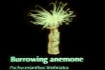 Burrowing Anemone, (Pachycerianthus fimbriatus), tentacles, AAKV02P03_18