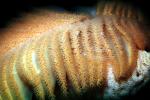 Sea Pen, (Ptilosarcus gurneyi)