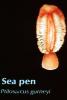 Sea Pen, (Ptilosarcus gurneyi), AAKV02P04_03