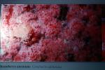 Strawberry Anemone, (Corynactis californica), Cnidaria, Anthozoa, Hexacorallia, Corallimorpharia, AAKV02P04_12