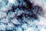 Galaxy Coral, (Galaxea fascicularis), AAKV02P04_14