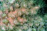 Galaxy Coral, (Galaxea fascicularis)