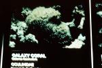 Galaxy Coral, (Galaxea fascicularis)