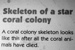 Skeleton of a Star Coral Colony, (Montastraea cavernosa)