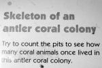 Skeleton of an Antler Coral Colony, (Pocillopora eydouxi)