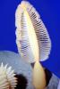 Sea Pen (Ptilosarcus gurneyi), AAKV02P05_05