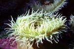Giant Green Anemone (Anthopleyra  xanihogrammica), AAKV02P05_09