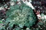 Bubble Coral, AAKV02P06_03