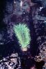 Giant Green Anemone (Anthopleyra  xanihogrammica), AAKV02P06_16