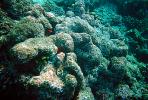 Coral Reef, Solomon Islands, AAKV02P06_19.0378