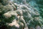 Coral Reef, Solomon Islands, AAKV02P06_19