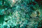 Coral Reef, Solomon Islands, AAKV02P07_02.0378