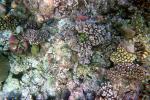 Coral Reef, Solomon Islands, AAKV02P07_02
