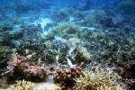 Finger Coral, Coral Reef, Solomon Islands, AAKV02P07_03