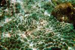 Coral Reef, Solomon Islands, AAKV02P07_05.0378