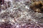 Coral Reef, Solomon Islands, AAKV02P07_05