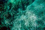 Coral Reef, Solomon Islands, AAKV02P07_07.0378